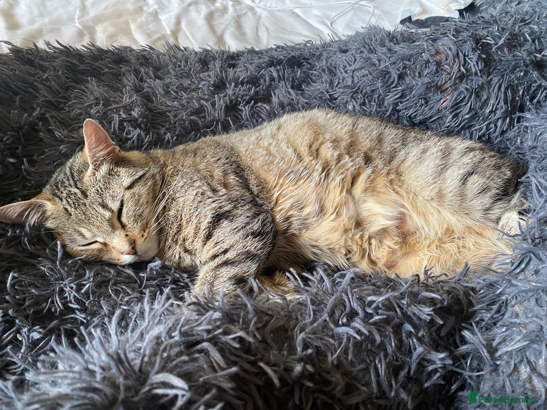 Mixed Breed cats for sale: Beautiful, confident tabby kittens  - Image 5