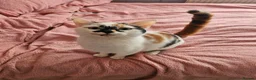 Mixed Breed cats for sale: 4 adorable kittens - Advert 2