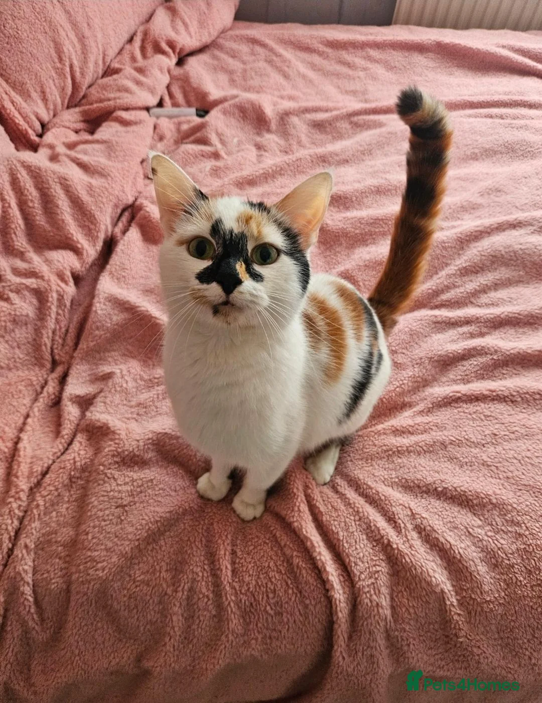 Mixed Breed cats for sale: 4 adorable kittens - Advert 2