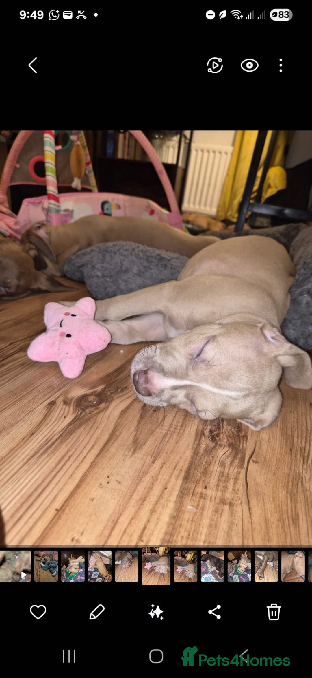 American Bulldog dogs for sale: 11 little hearts need their forever home - Advert 38