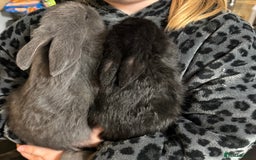 Dwarf Lop rabbits for sale: VERY Friendly lop rabbits - ready now!!  - Image 7