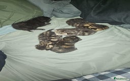 British Shorthair cats for sale: Litter of kittens - Advert 8