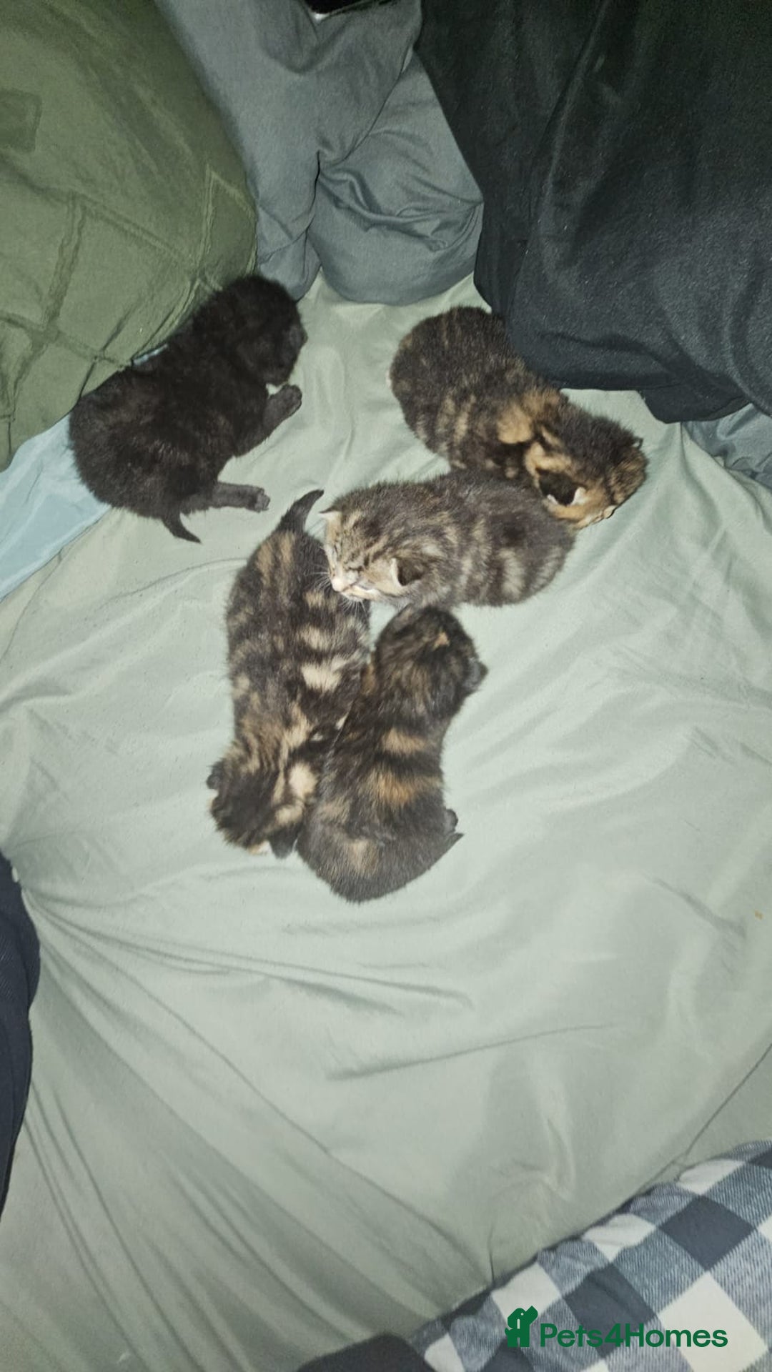 British Shorthair cats for sale: Litter of kittens - Advert 8