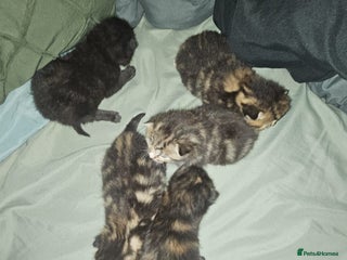 British Shorthair cats Litter of kittens - Advert 4