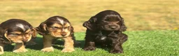 Cocker Spaniel dogs for sale: Beautiful litter of qauilty show type cockers  - Advert 13