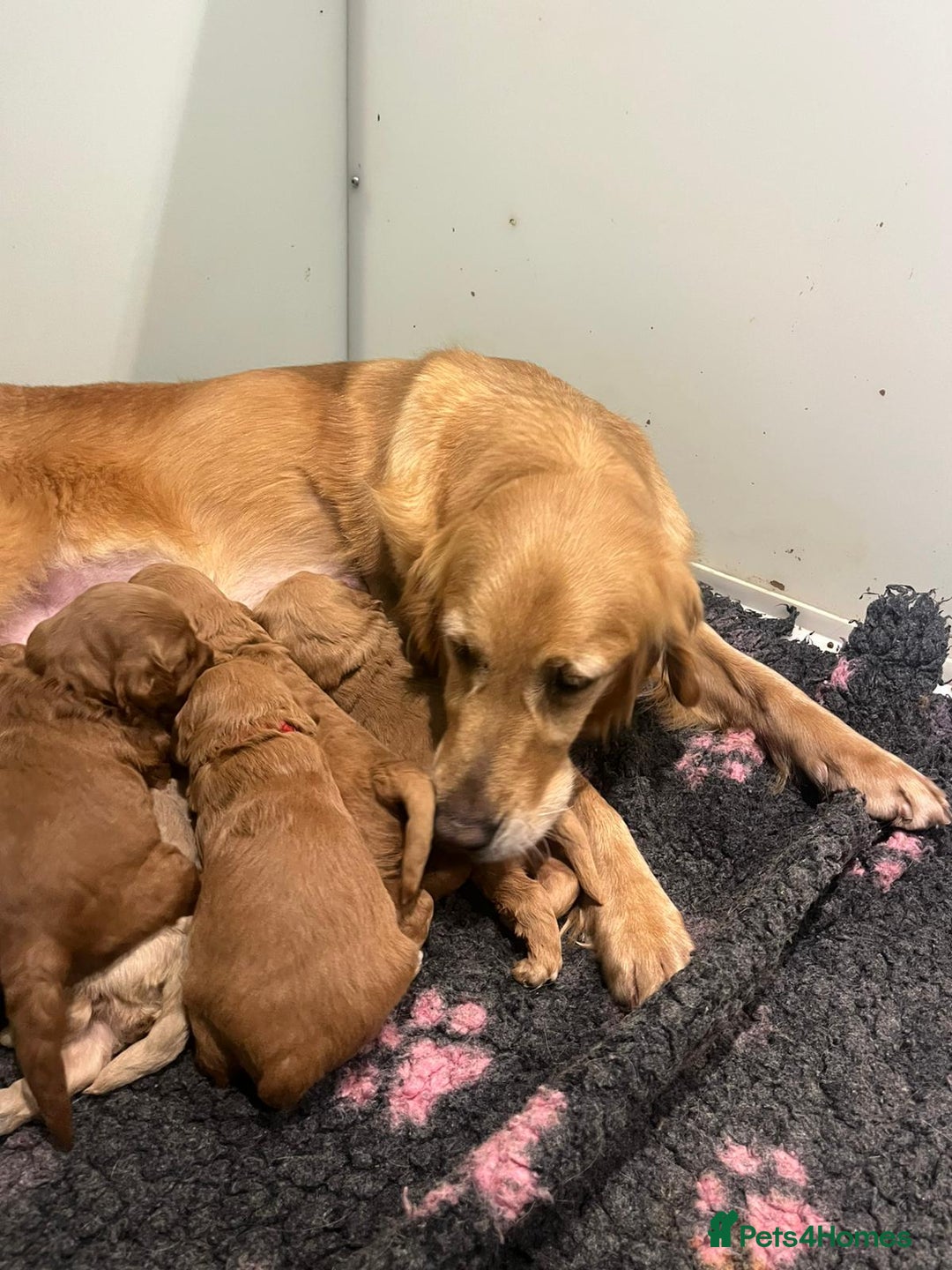 Mini Goldendoodle dogs for sale: 7 mini goldendoodle dna clear puppies - Advert 2