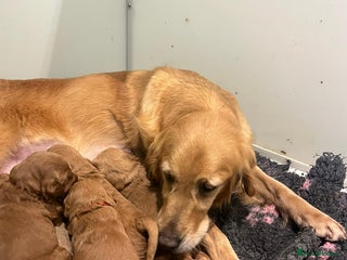 Mini Goldendoodle dogs 7 mini goldendoodle dna clear puppies - Advert 2