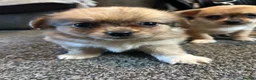Chihuahua dogs for sale: Cute puppies chihuahua  in Worcester - Advert 3