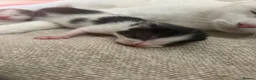 Domestic Shorthair cats for sale: 3 beautiful babies  - Advert 9