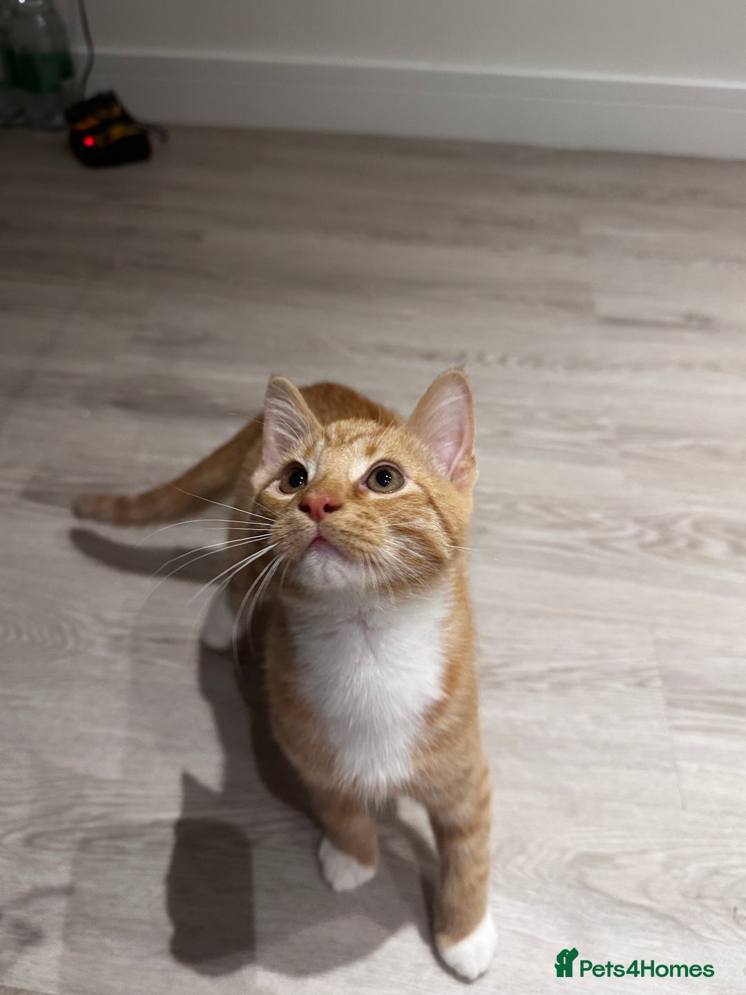 Domestic Shorthair cats for sale: Мальчик  - Advert 2