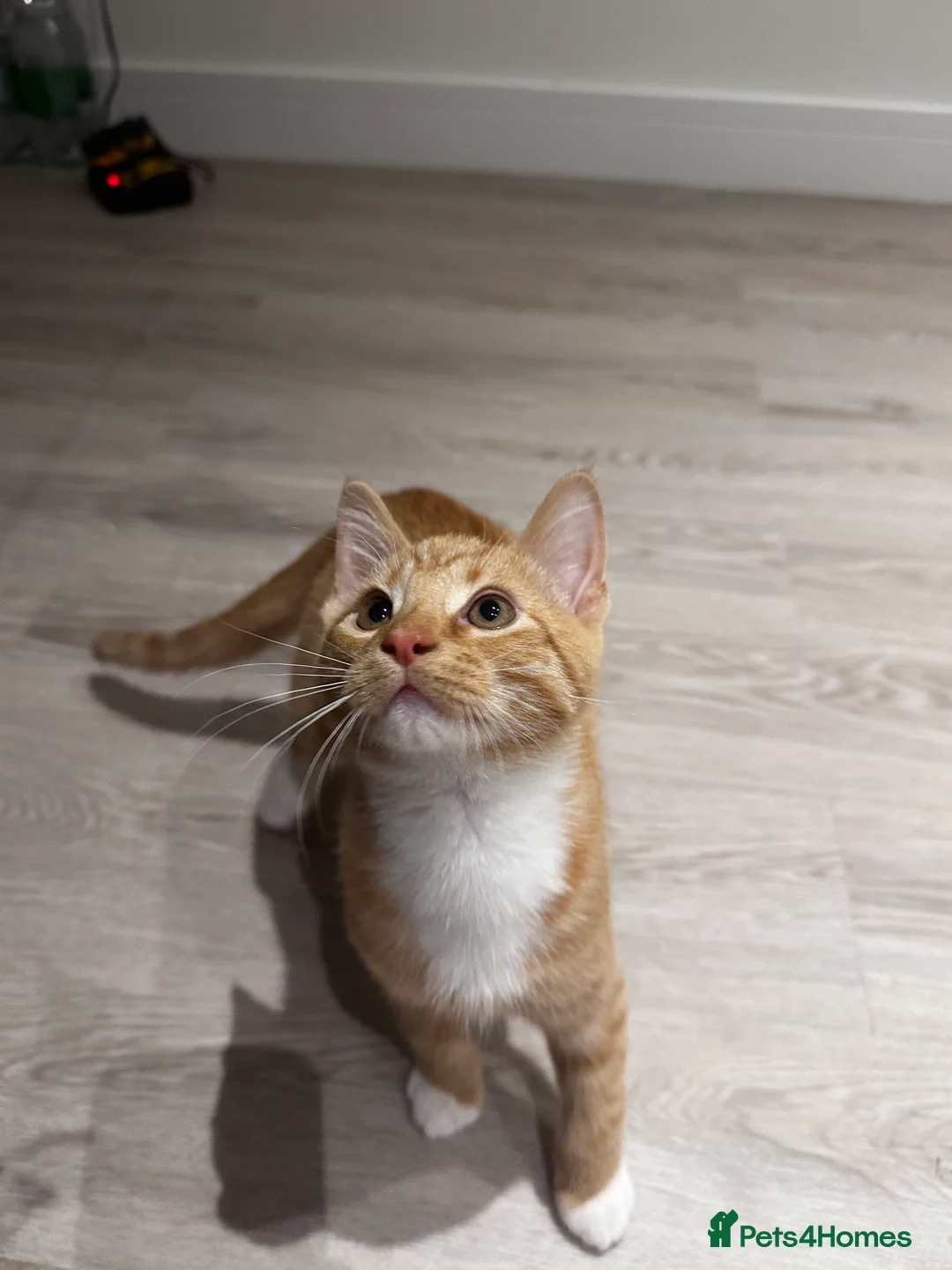 Domestic Shorthair cats for sale: Мальчик  - Advert 2