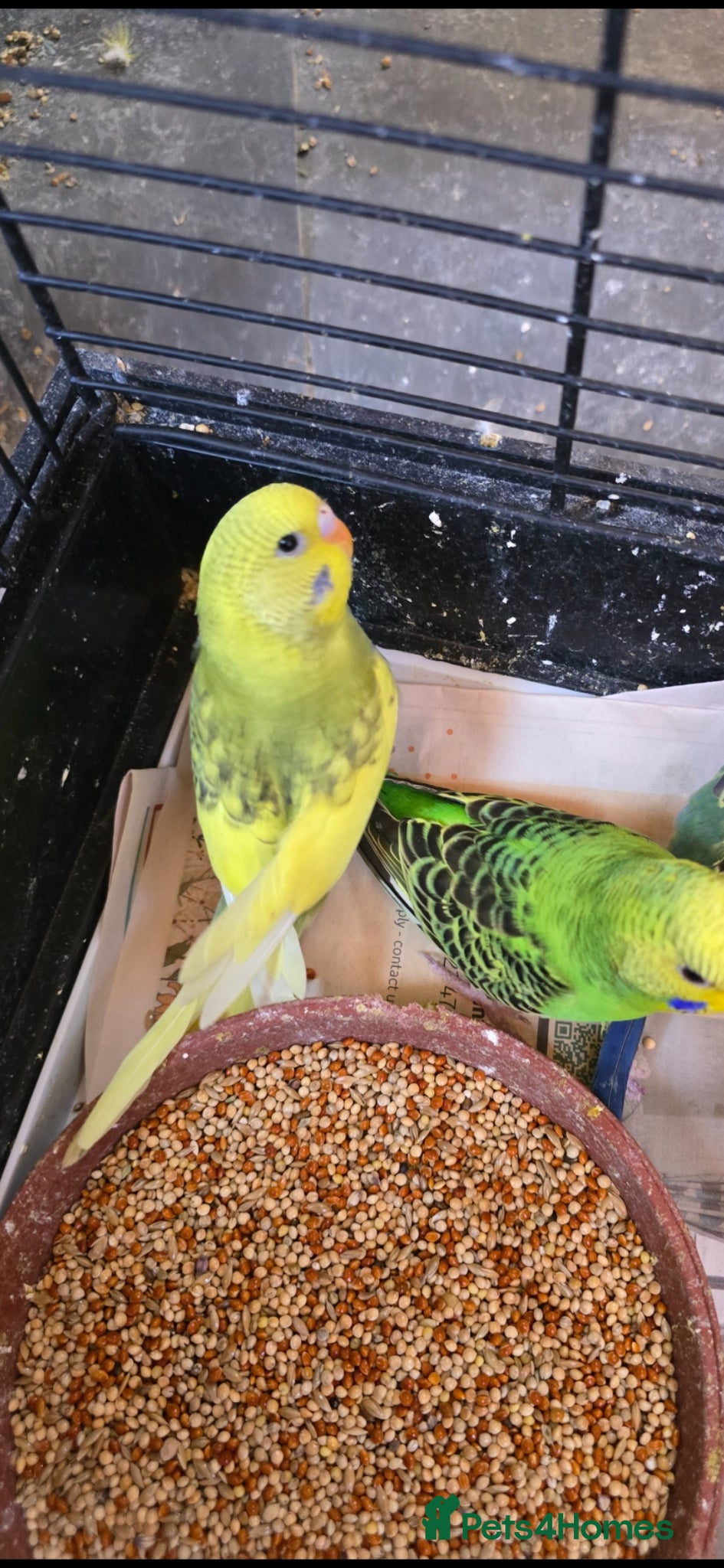 Budgerigars birds for sale: Baby budgies  - Advert 9