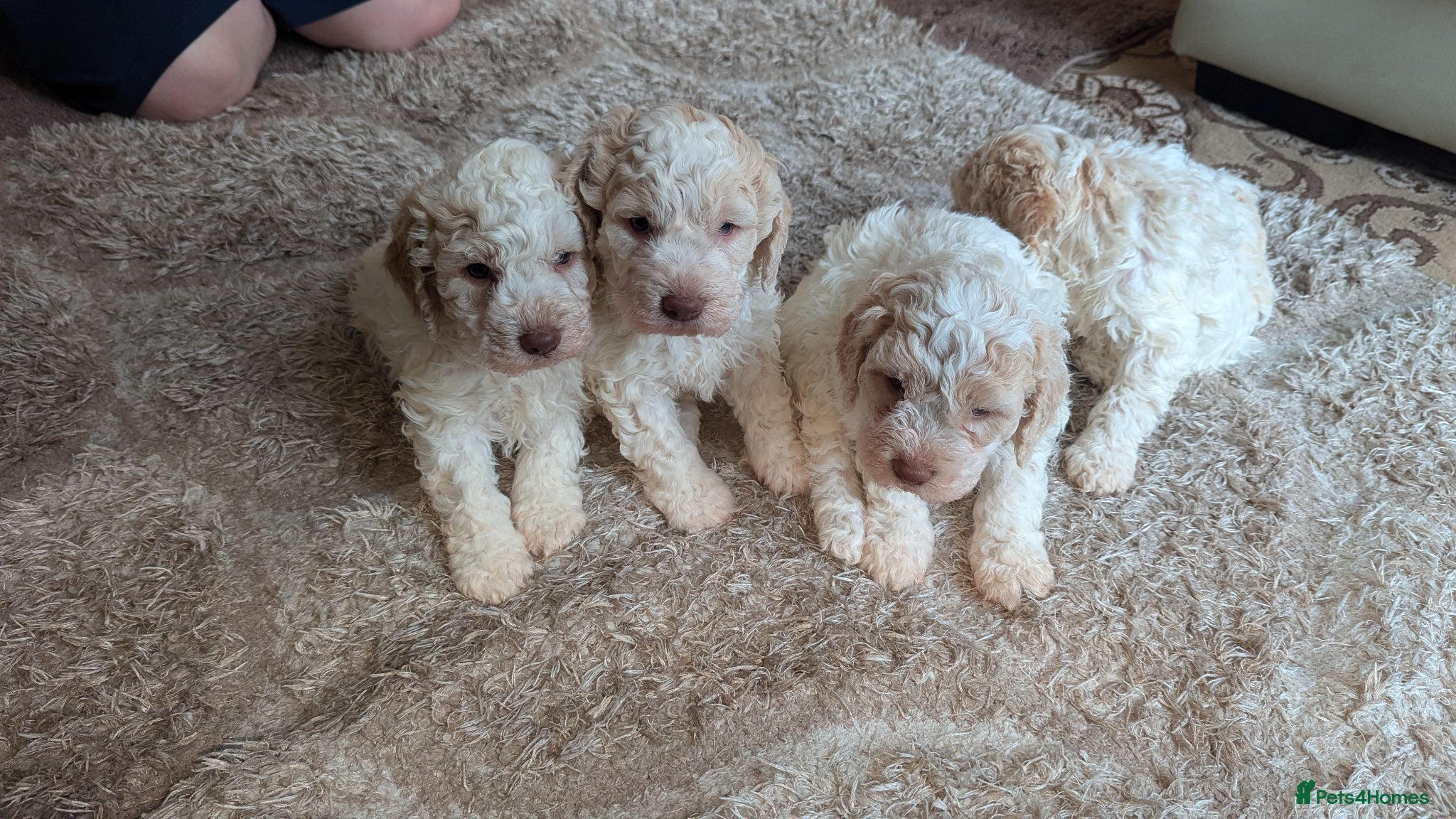 Lagotto Romagnolo dogs KC registered Laggoto Romangolo Puppies - Advert 1