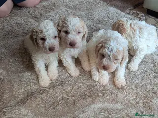 Lagotto Romagnolo dogs KC registered Laggoto Romangolo Puppies - Advert 2