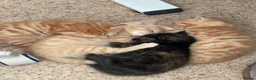 Mixed Breed cats for sale: Adorable Kittens Looking for Loving Homes  in Forfar - Advert 4