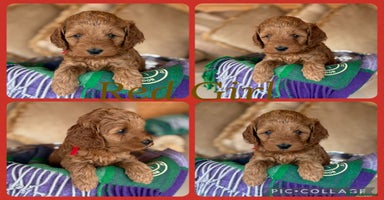 Cockapoo dogs - Advert 9