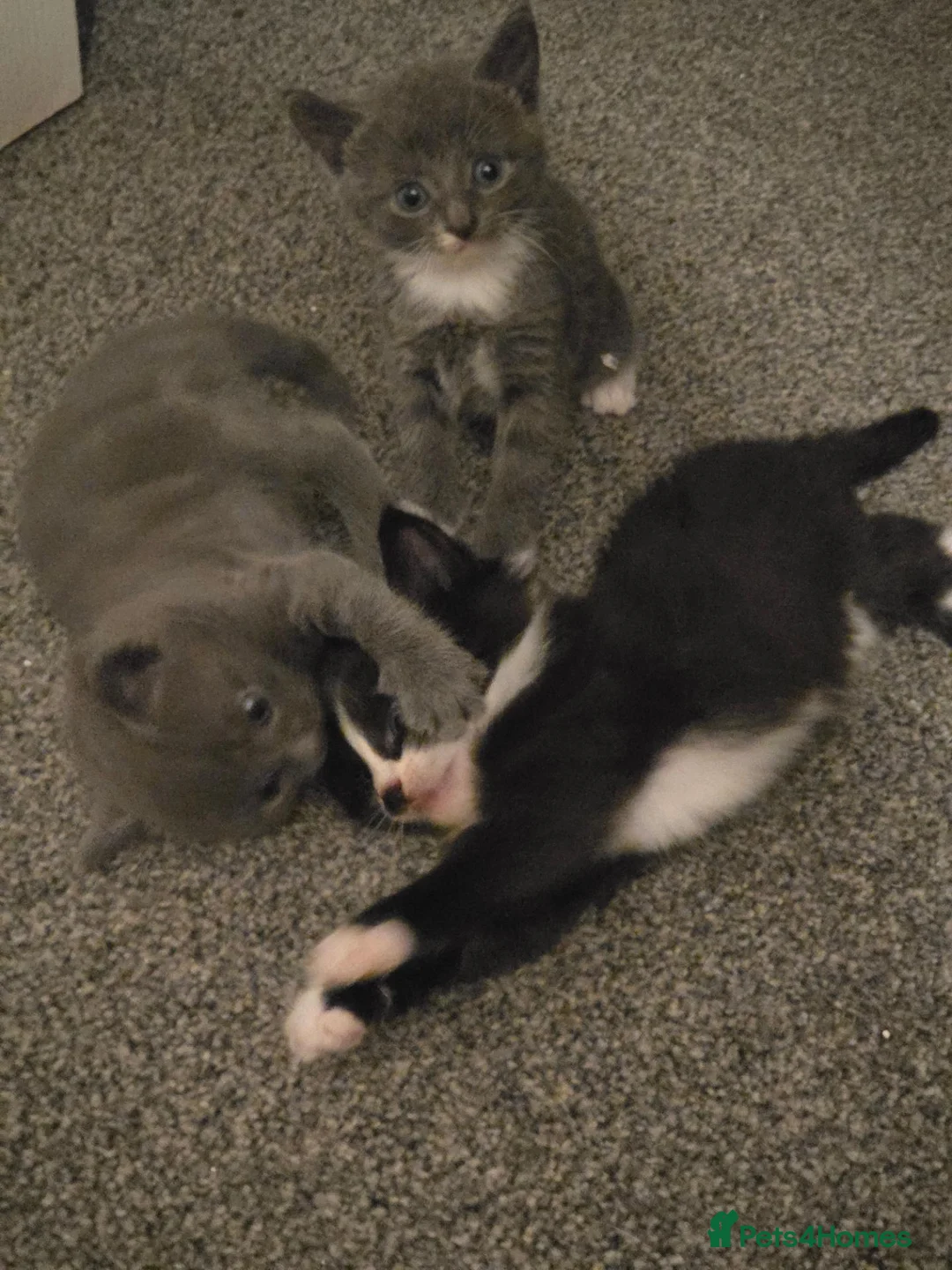 Mixed Breed cats for sale: 5 kitten's Ready now - Advert 11