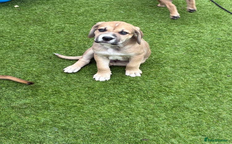 Mixed Breed dogs - Advert 3