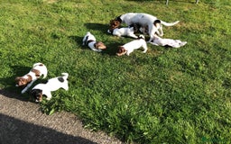 Jack Russell dogs for sale: Playful Jackrussell puppies for sale - Image 4