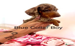 Miniature Dachshund dogs for sale: Lovely Happy Chocolate & Tan Dapple Babies  - Image 14