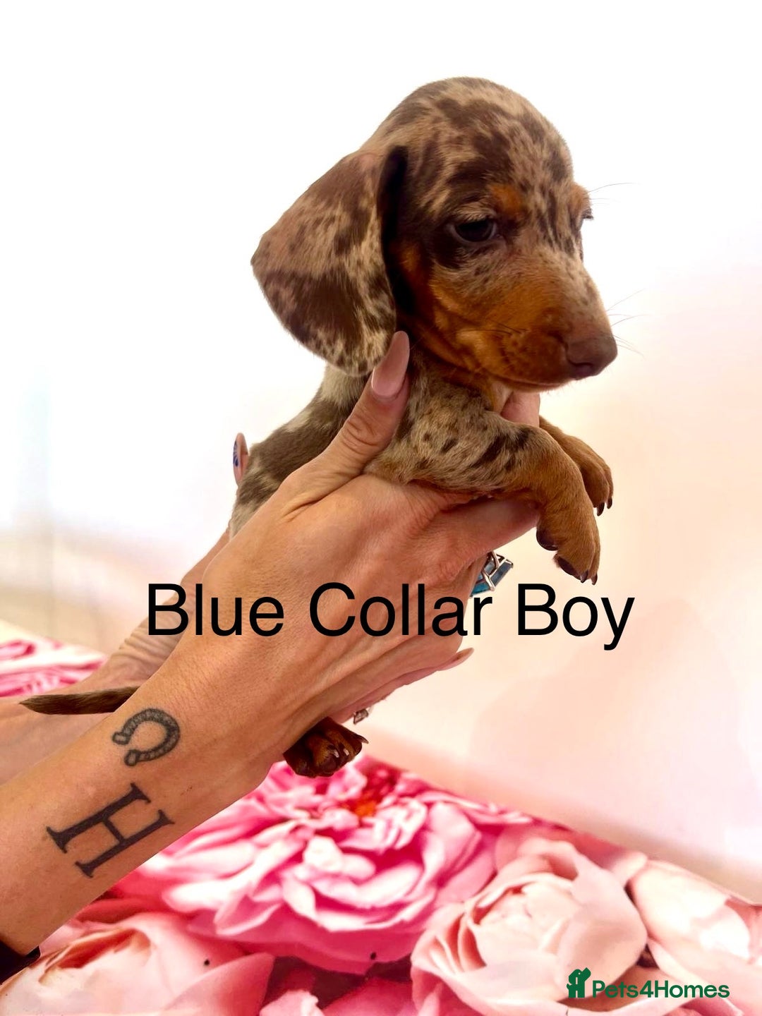 Miniature Dachshund dogs for sale: Lovely Happy Chocolate & Tan Dapple Babies  - Image 14