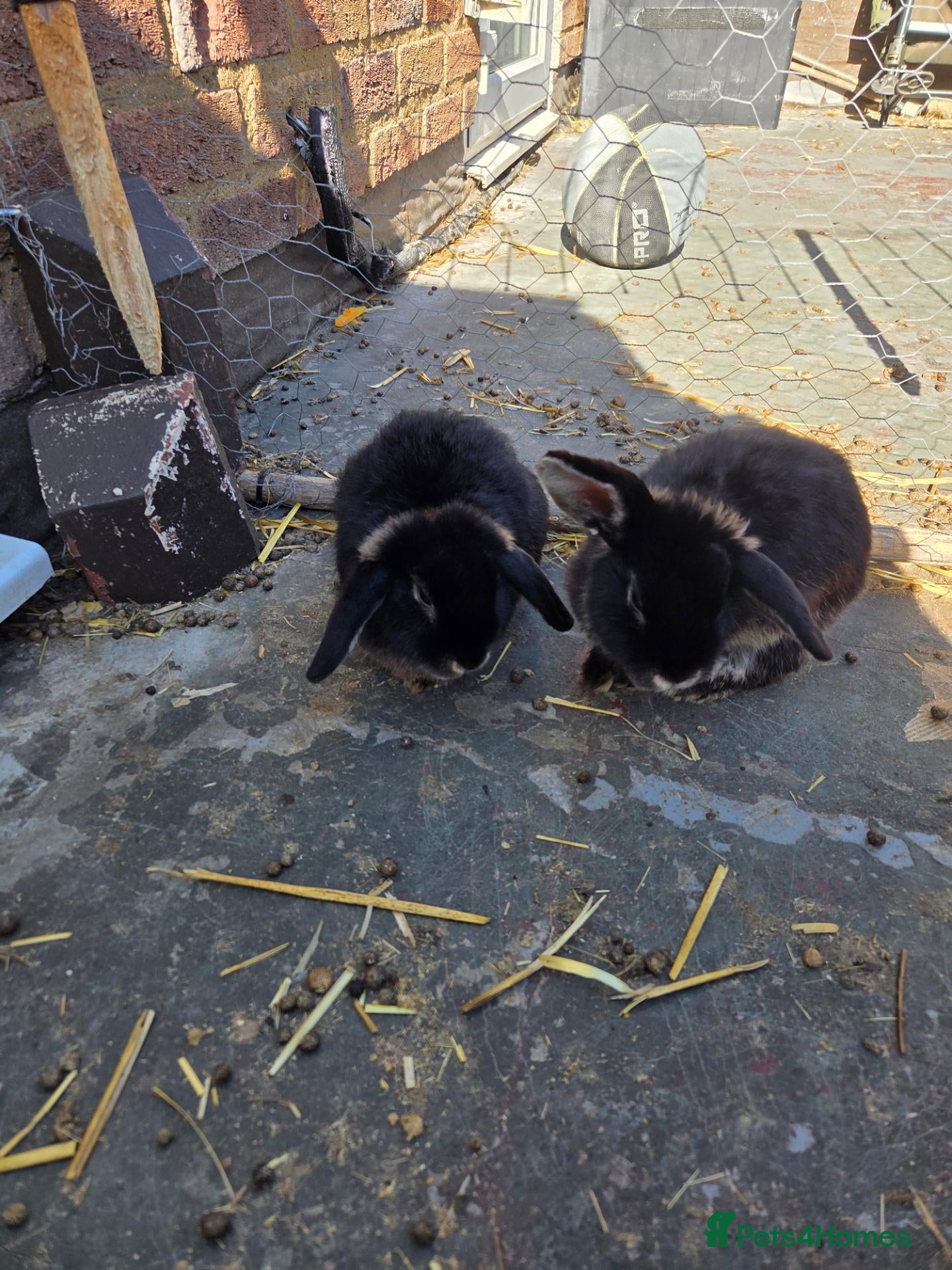 Mixed Breed rabbits Ready for our forever homes - Advert 1