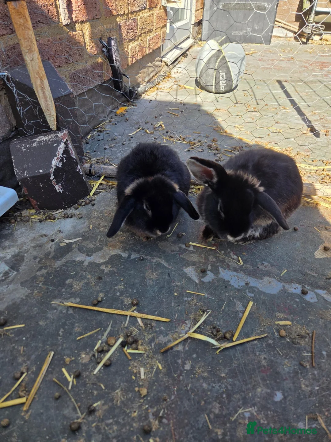 Mixed Breed rabbits for sale: Ready for our forever homes - Advert 1