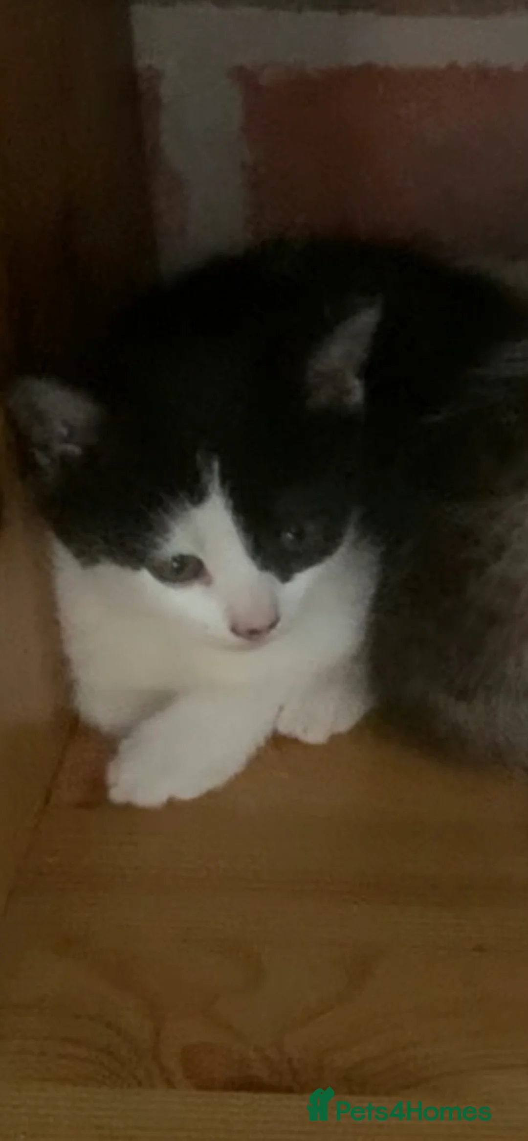 Mixed Breed cats for sale: Kittens for sale  - Advert 2