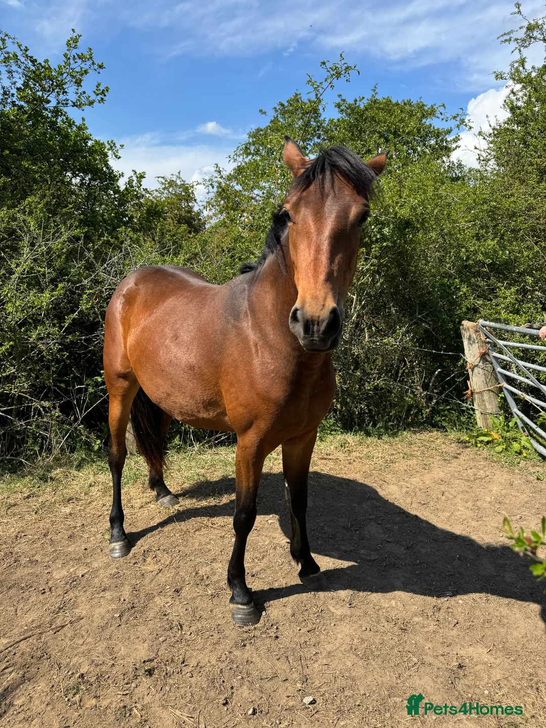 Connemara horses for sale: Gorgeous filly  - Advert 5