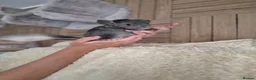 Chinchilla rodents for sale: 2 female chinchillas - Advert 14