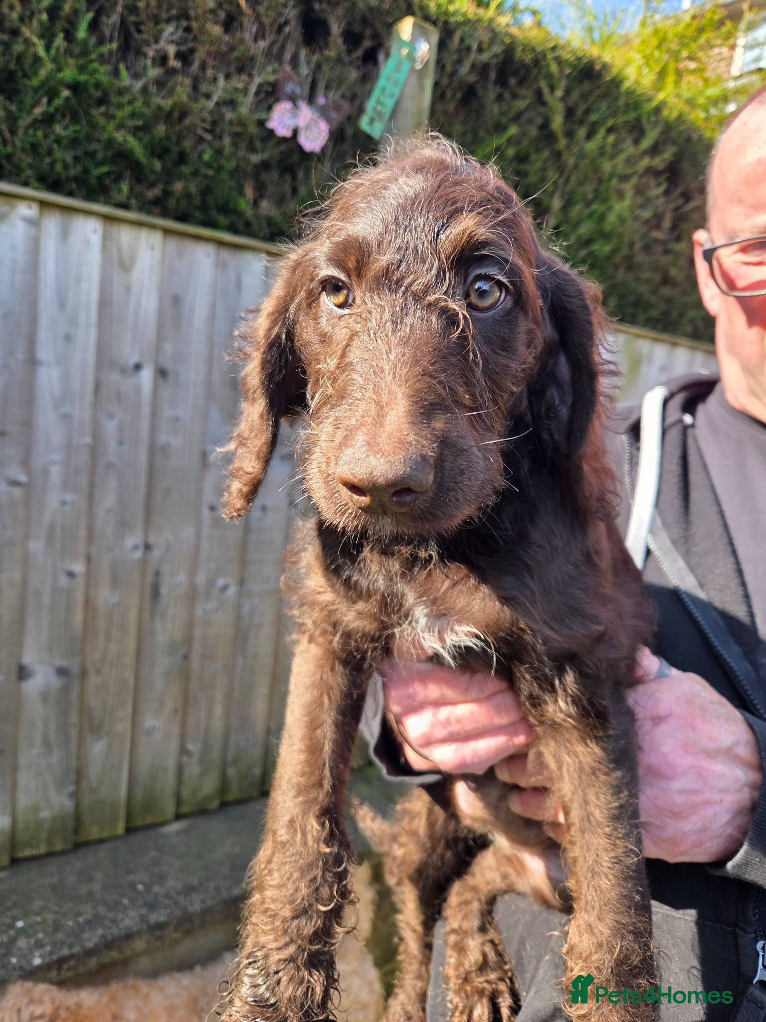 Goldendoodle dogs YORKSHIRE LAD AND LASSES  - Advert 2