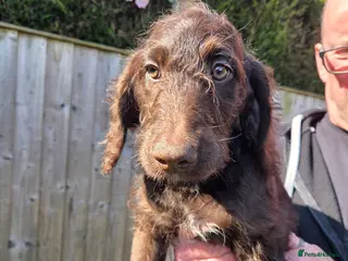 Goldendoodle dogs YORKSHIRE LAD AND LASSES - Advert 2