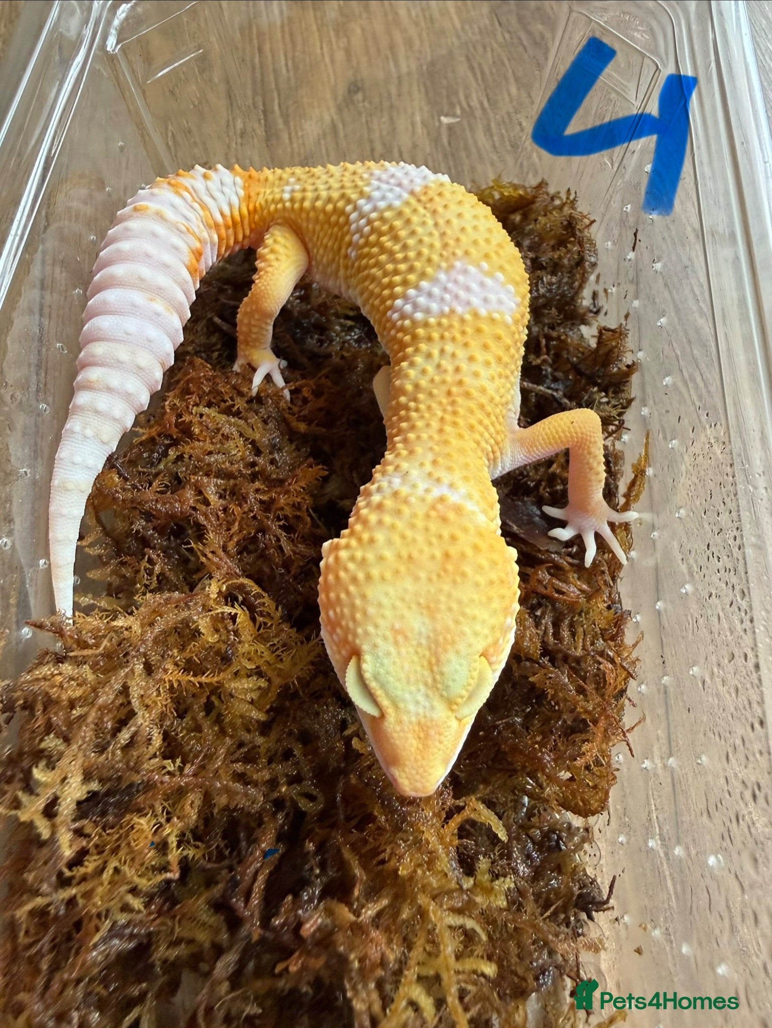 Leopard Gecko reptiles Leopard geckos - Advert 22