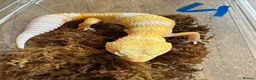 Leopard Gecko reptiles for sale: Leopard geckos - Advert 4