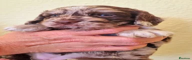 Cockapoo 1