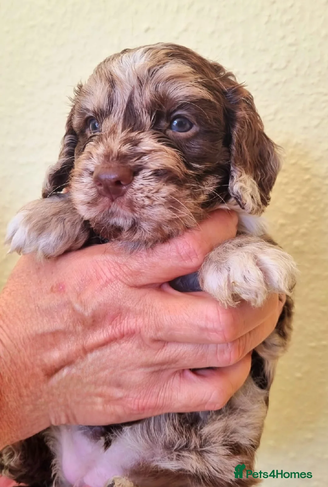 Cockapoo dogs for sale: Cockapoo puppies - Advert 23