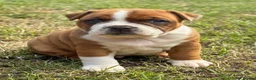 Staffordshire Bull Terrier dogs for stud: 🥨 Crufts Qualified Red SBT Stud 🥨 - Advert 18
