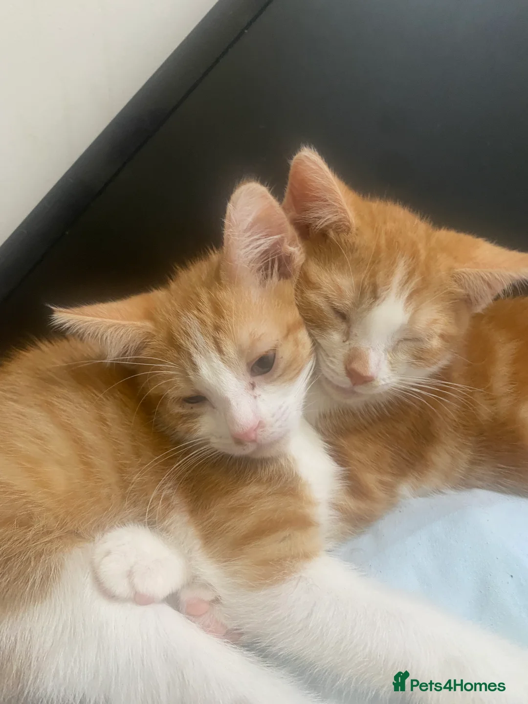 Mixed Breed cats for sale: 4 lovely mixed breed kittens for sale 😺 - Advert 5