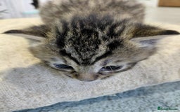 Maine Coon cats for sale: Kittens for sale half main coon - Image 14