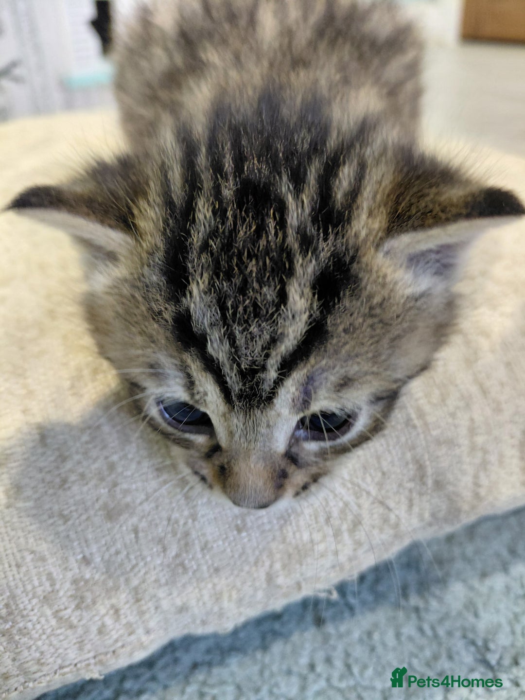 Maine Coon cats for sale: Kittens for sale half main coon - Image 14