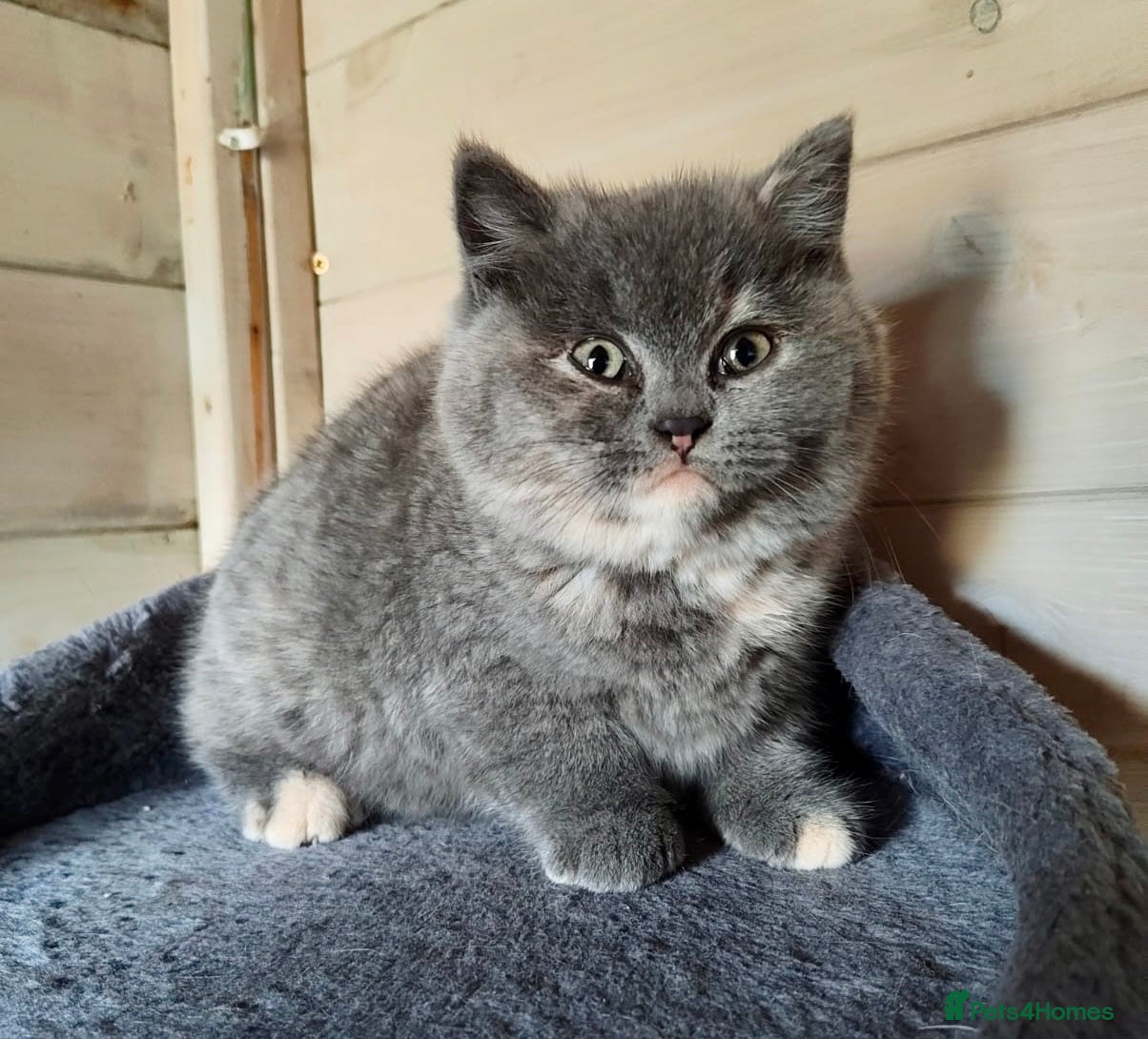 British Shorthair cats British Shorthair Kitten Tortie Girl - Advert 3