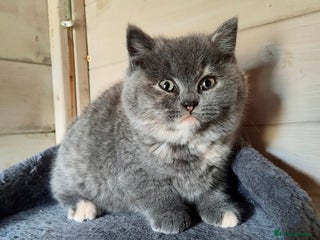 British Shorthair cats British Shorthair Kitten Tortie Girl - Advert 3