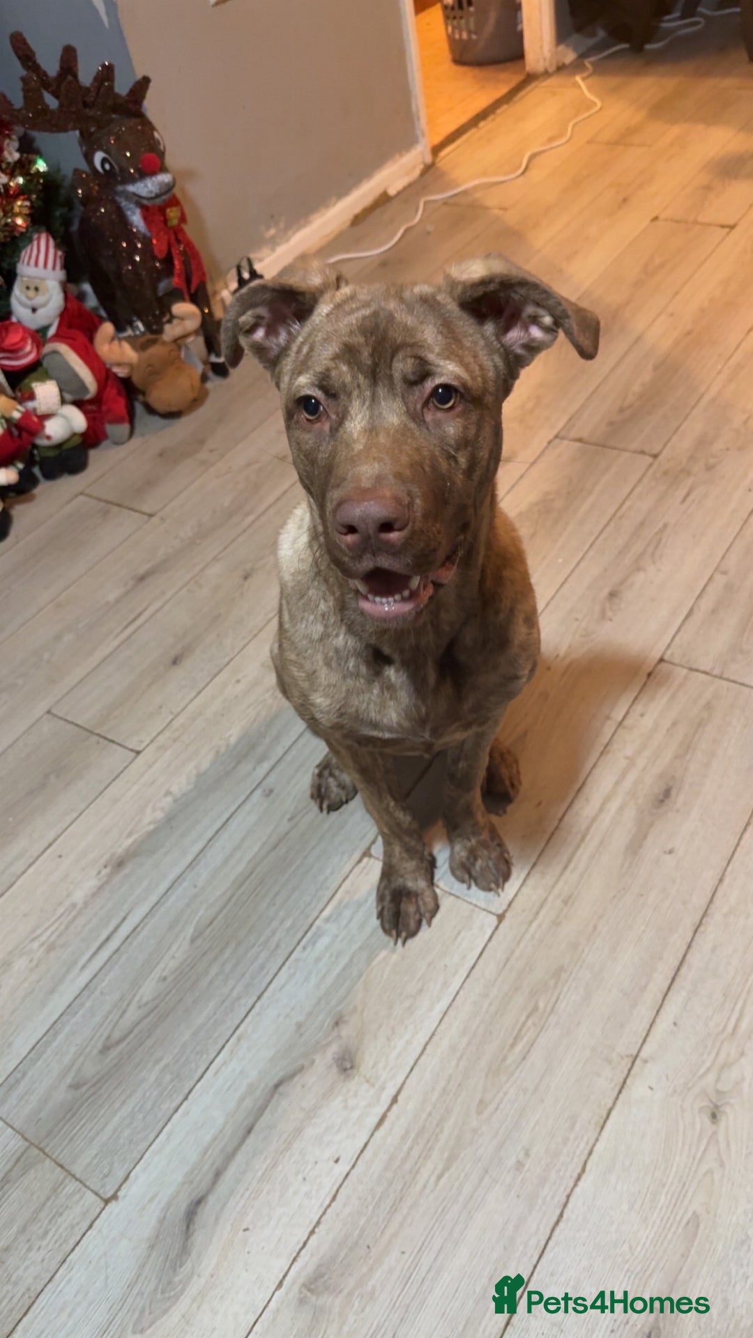 Mixed Breed dogs for sale: Roxy  - Advert 2