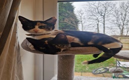 Mixed Breed cats for sale: Beautiful kittens  - Image 6