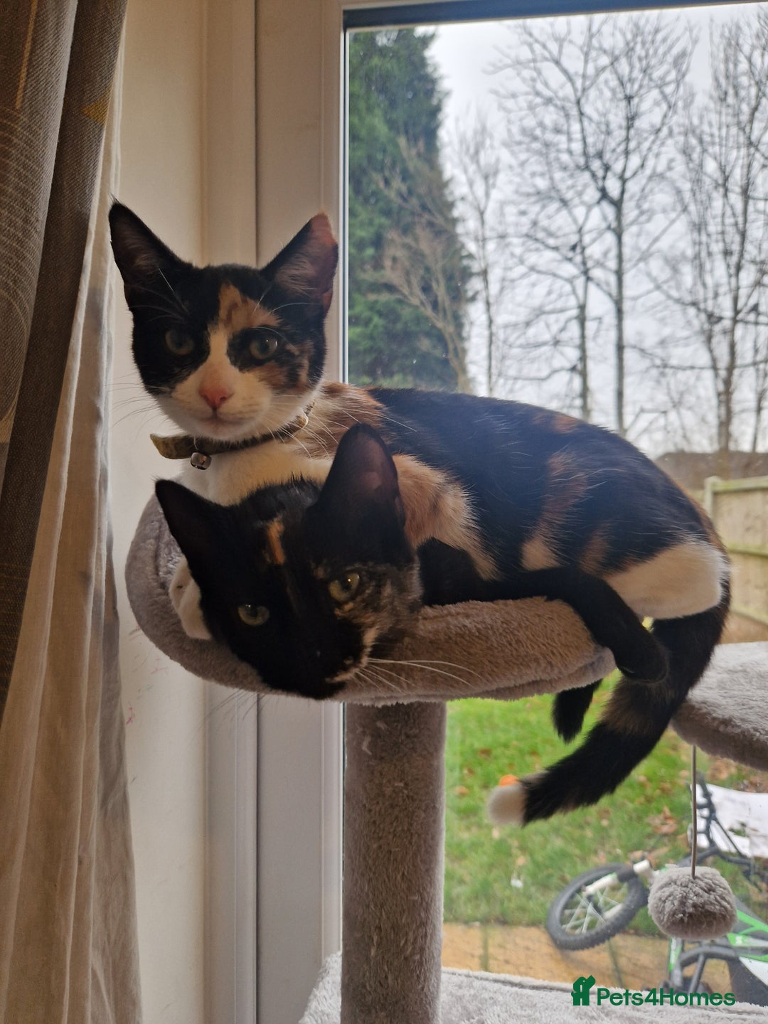 Mixed Breed cats for sale: Beautiful kittens  - Image 6