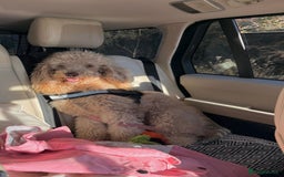 Mini Goldendoodle dogs for sale: Miniature golden doodle girl one year old - Image 2