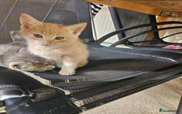 Mixed Breed cats for sale: 2 little ginger boys  - Image 1