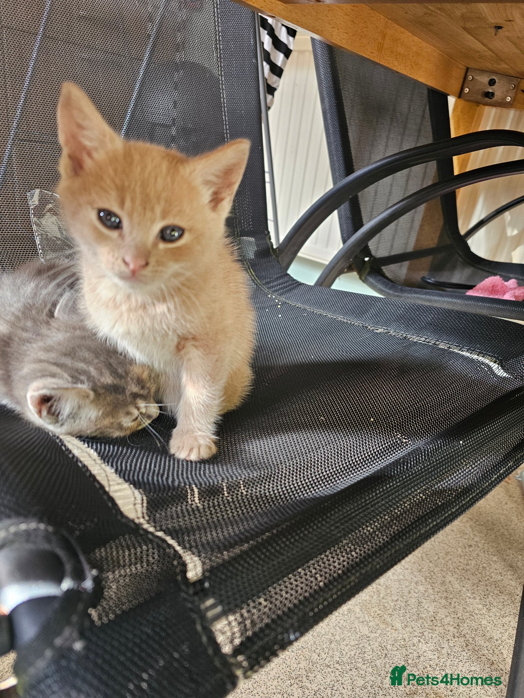 Mixed Breed cats for sale: 2 little ginger boys  - Image 1