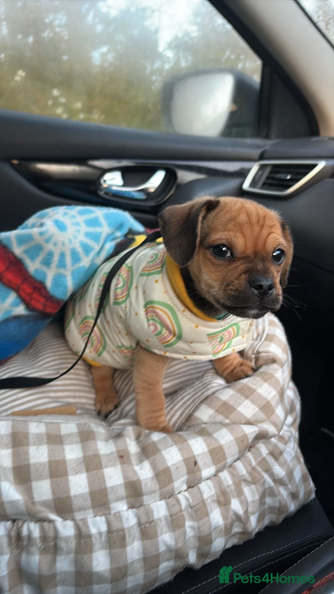 Mixed Breed dogs for sale: Miniature dachsund x pug  - Advert 2