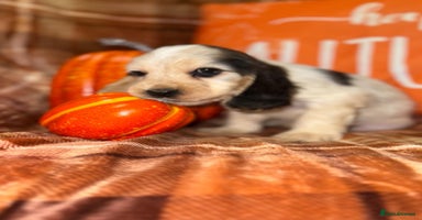 Cocker Spaniel dogs - Advert 14